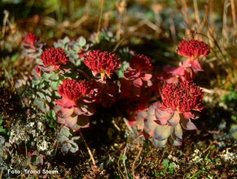 Rhodiola Rosea P.E.